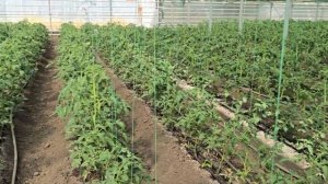 Высадили рассаду томат, огурец. Проблемы и чем кормить., 18.08.2024г.
