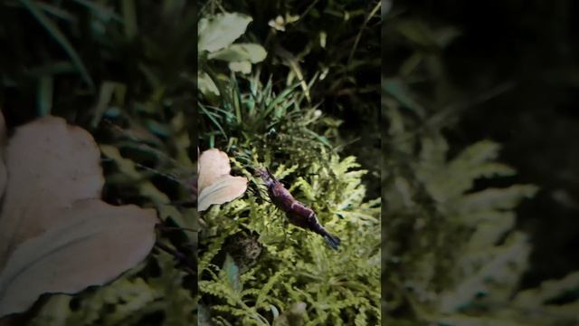 макробрахиум смотреть онлайн