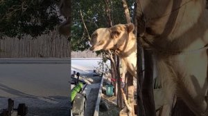 Кормежка Валеры.