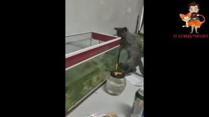 Приколы с котами с озвучкой! Смешные коты! Самые Смешные животные! Тест на психику!