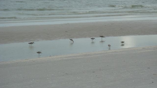 Kronen Bonen смотреть онлайн