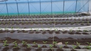 Высадка рассады перца в теплицу, что даётся в начале. 15 марта.