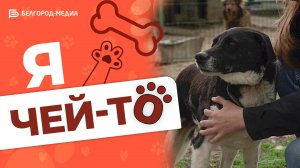 Пёс Макгрегор | Проект «Я чей-то»