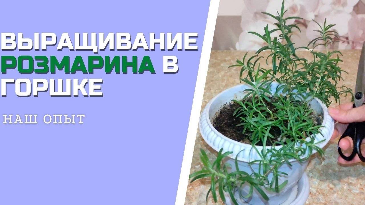 ВЫРАЩИВАНИЕ РОЗМАРИНА В ГОРШКЕ на подоконнике уход и обрезка