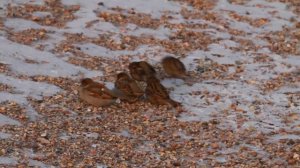 Воробьи обедают :)