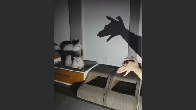 Попробуй не засмеяться, удивительно смешные кошечки и собачки, часть 30