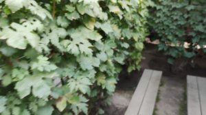 КИШМИШИ БЕЛО-РОЗОВЫЙ МУСКАТ И МУЛАТ!🍇🍇🍇.mp4 WhatsApp и Viber +79054033245.