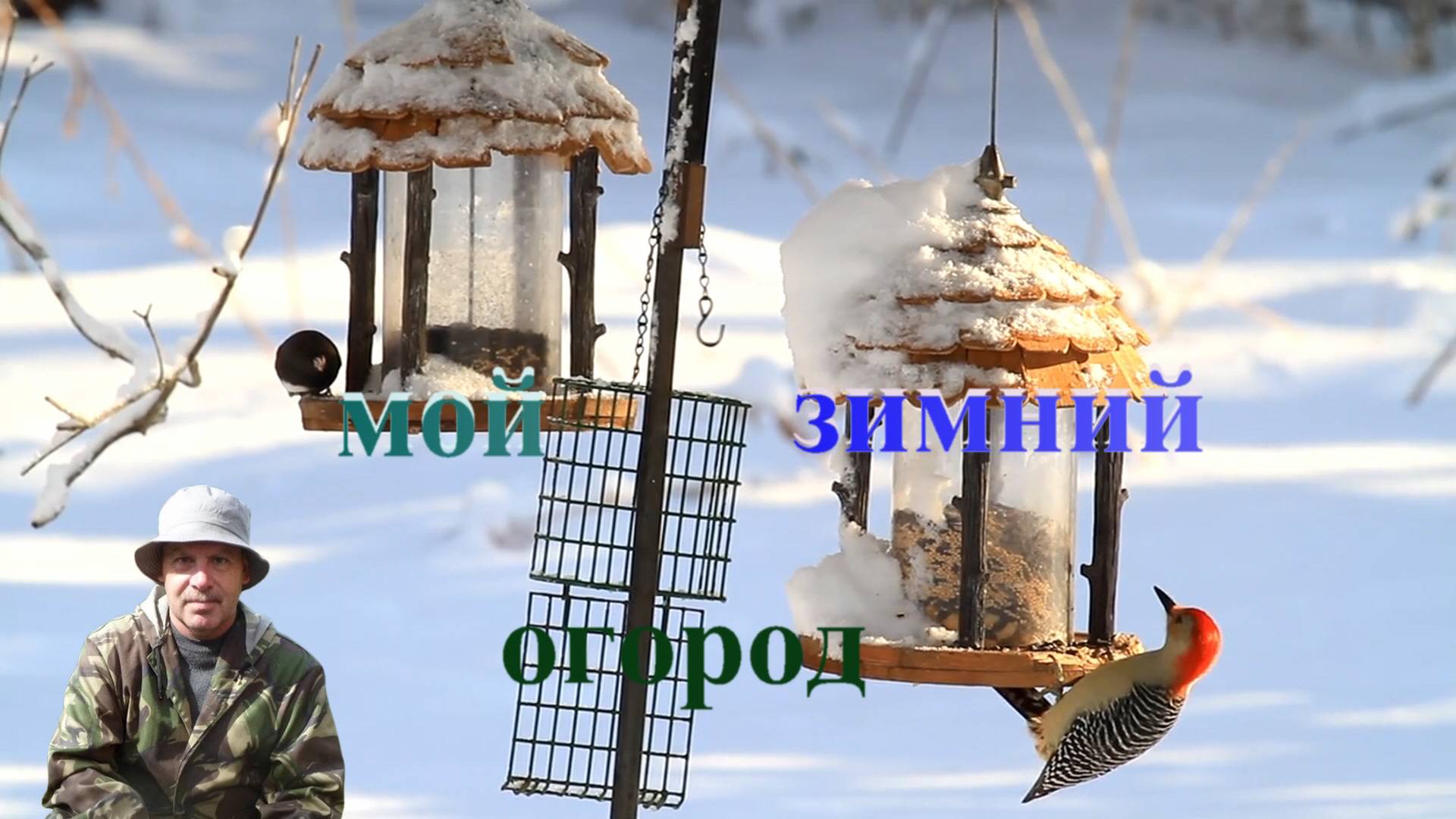 Синички.