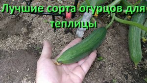 Лучшие Сорта Огурцов Для Теплицы Видео Отзыв