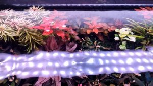 аквариумы с растениями обзор 600л, 160л, 180л, 160л, 300л за апрель 2023