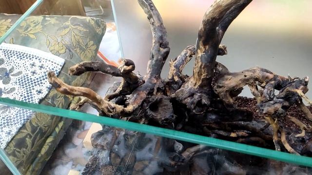 Запуск аквариума 160л, сойл ISTA смотреть онлайн