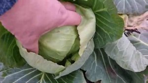 Выращивание белокочанной капусты Грин Флеш зимой в не отапливаемых теплицах.