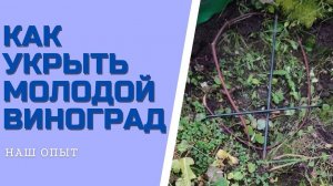КАК УКРЫТЬ МОЛОДОЙ ВИНОГРАД на зиму обрезка осенью