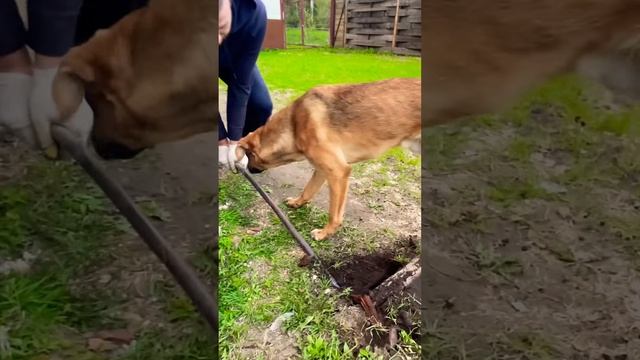 Четырехлапый помощник смотреть онлайн