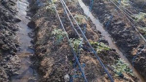 Потоп в теплице с томатом.