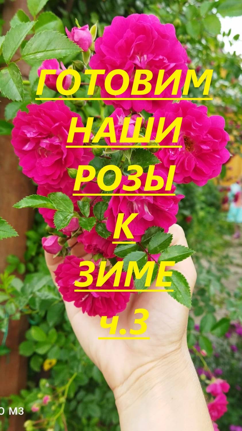 Начинаю подготовку моих роз к зимовке (ч3) #роза #цветы #осень #дача #flowers #зимовка #rose