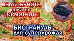 Удивительные ПРОБИОГРАНУЛЫ ОСЕННИЕ-тысячи полезных свойств. Урожай вкусный и полезный!