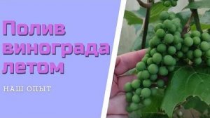 Когда и сколько поливать виноград летом