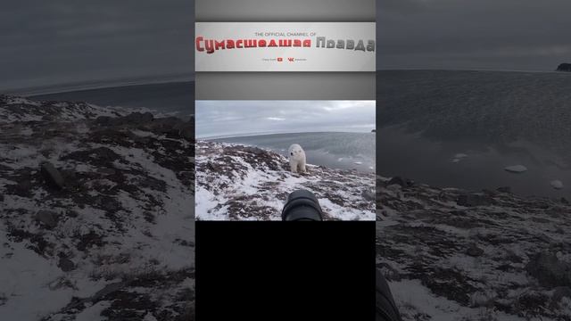 КОГО БОИТСЯ МЕДВЕДЬ? Человек