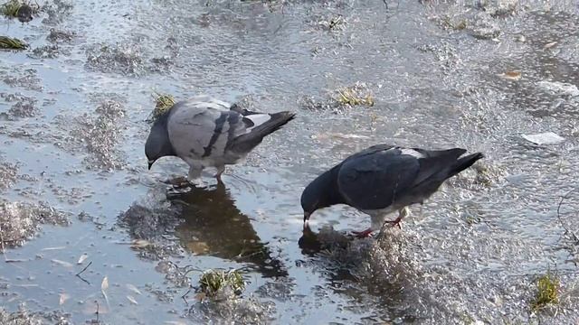 Весна и голуби.
