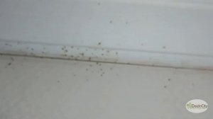 Что получится, если травить клопов самостоятельно?