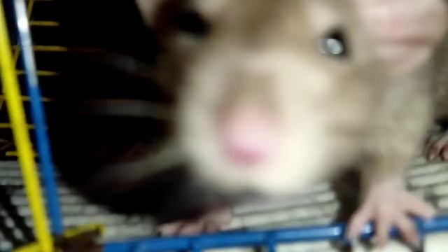 ✨ ⲟⳝⲉⲇ ⲕⲣыⲥ/vlog/ ⲭⲟⲙⲁ ✨ смотреть онлайн