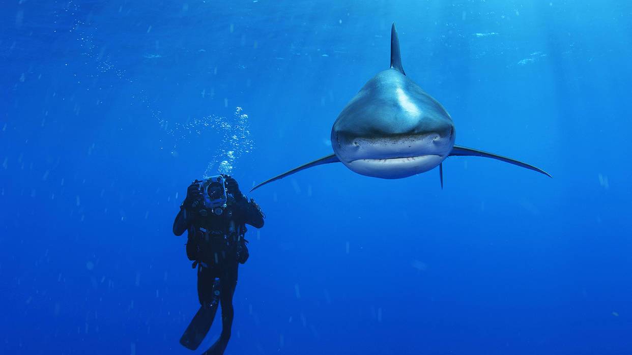 «Подводный мир Дж. Берда» Джонатан посетит Аман в поисках редкой экзотической акулы смотреть онлайн