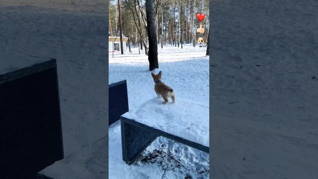 Pembroke welsh corgi Cinnabon, exercising. Вельш корги пемброк, тренировки