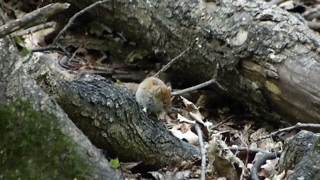 Лесная мышь. Две! Самарские :)