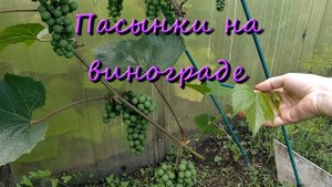 Пасынки На Винограде Пасынкование Летом Для Начинающих