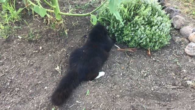 Tom n Jerry 2020 смотреть онлайн