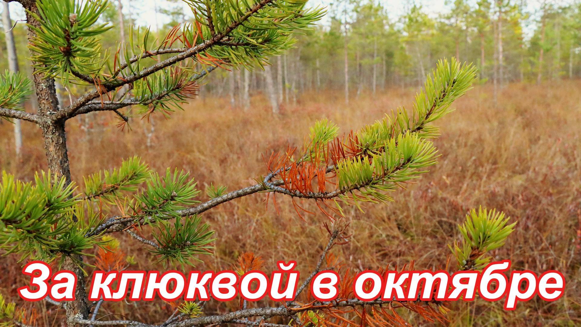Прогулка по осеннему лесу рядом с озером. Насладились природой и запахами леса.