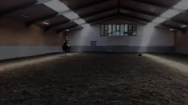 For sale - 12 year old grand prix schoolmaster 173 cm смотреть онлайн