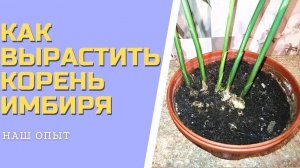 КАК ВЫРАСТИТЬ КОРЕНЬ ИМБИРЯ в домашних условиях в горшке