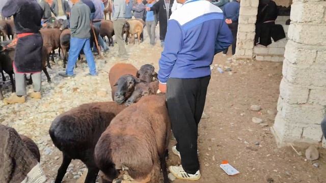 SARIOSIYO PAYSHANBA QOʻY BOZOR NARXLARI смотреть онлайн