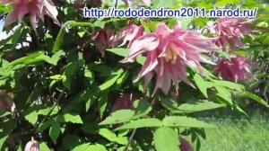 Клематис - княжик «Purple Dream» («Пурпл Дрим»)