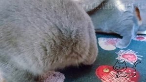 Полезные игрушки для котят и кошек. Пружинки