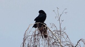 На берёзе дуэт "Грачи".