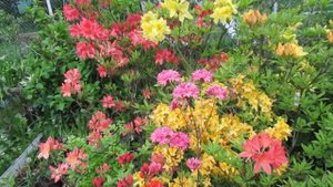 04 06 20г  Пробежка по саду  Цветение рододендронов в моём саду