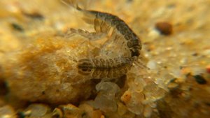 ВОДЯНОЙ ОСЛИК. О чём молчат рыбы 47