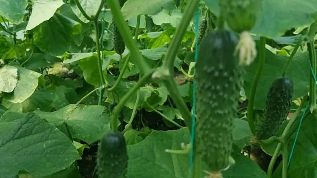 Огурец Мамлюк F1 весна 2023 смотреть онлайн