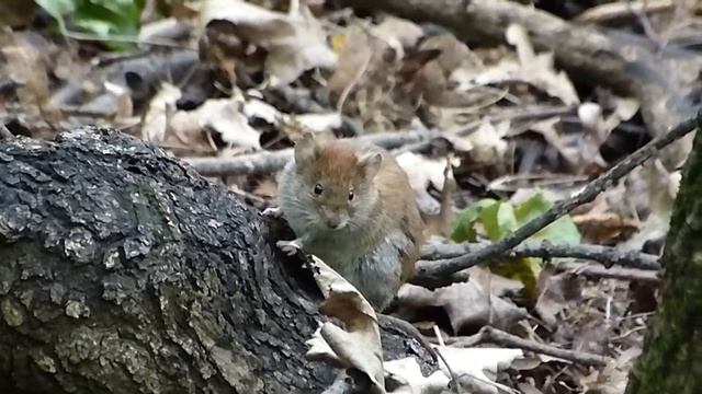 Лесная мышь. Самарская :) -2