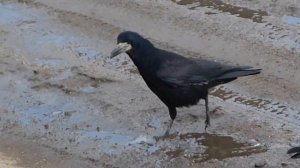 Грачи прилетели.