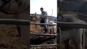 Будни Фермера Якутия. Укращение страптивого.