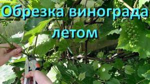 Правильная Обрезка Винограда Летом Или Осенью Для Начинающих Видео Пошагово