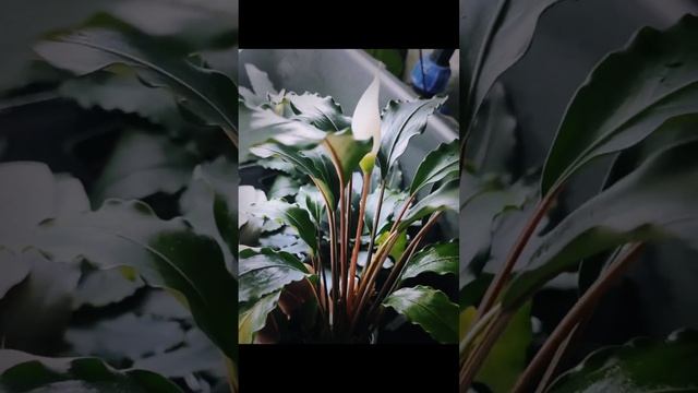 Буцефаландра ,,Giant,, смотреть онлайн