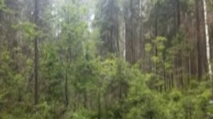 Время в туман 2