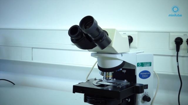 How to adjust an Olympus microscope смотреть онлайн