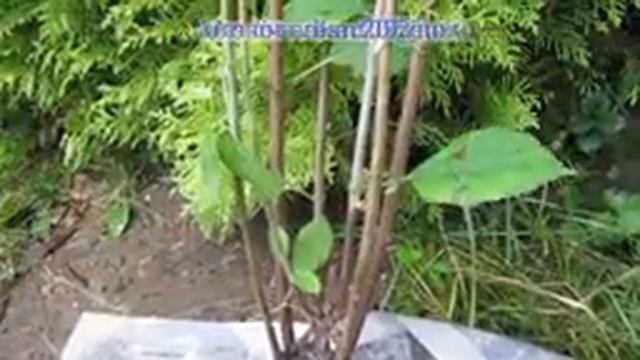 14 09 20г  Вид саженцев гортензии древовидной «Пинк Анабель»