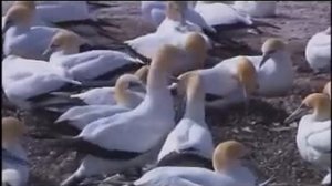 Windows 7 Sample Video - Wildlife